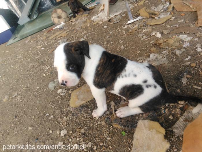 ragnar Erkek Amerikan Pitbull Terrier