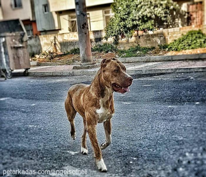 mÜdÜr Erkek Amerikan Pitbull Terrier