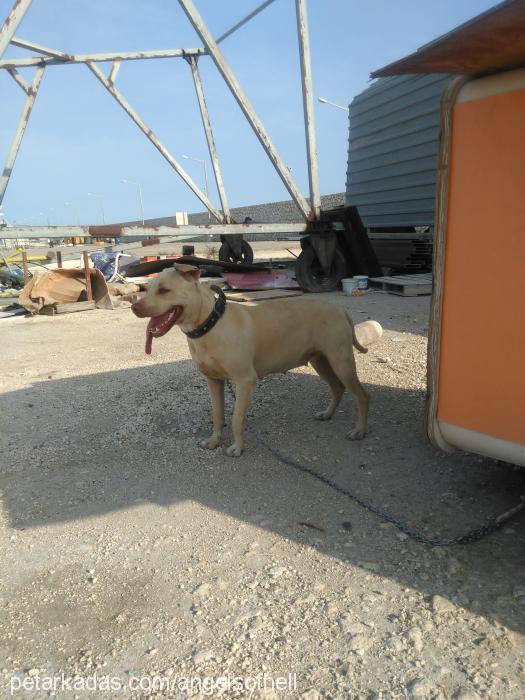 lucy Dişi Amerikan Pitbull Terrier