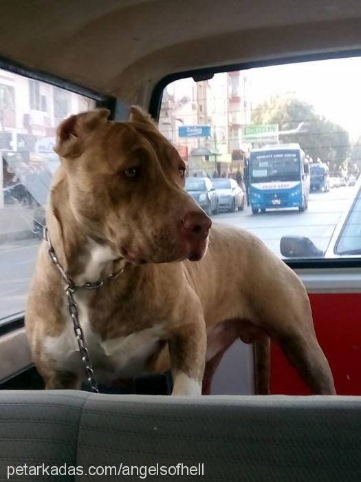 mÜdÜr Erkek Amerikan Pitbull Terrier