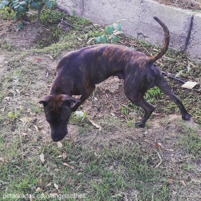 dİmİtrİ Erkek Amerikan Pitbull Terrier