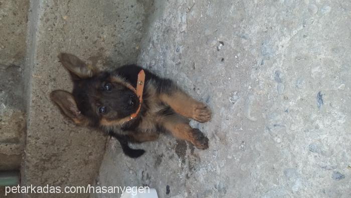 daisy Dişi Alman Çoban Köpeği