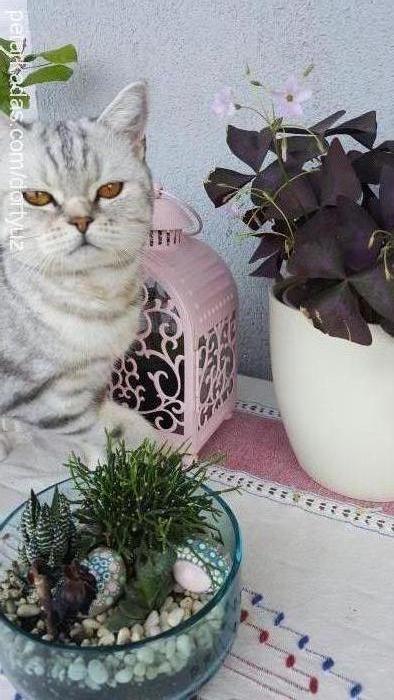 poppy Dişi British Shorthair