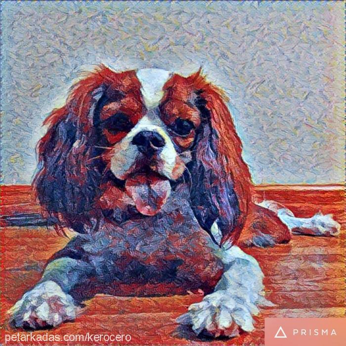 zuzu Erkek King Charles Spaniel