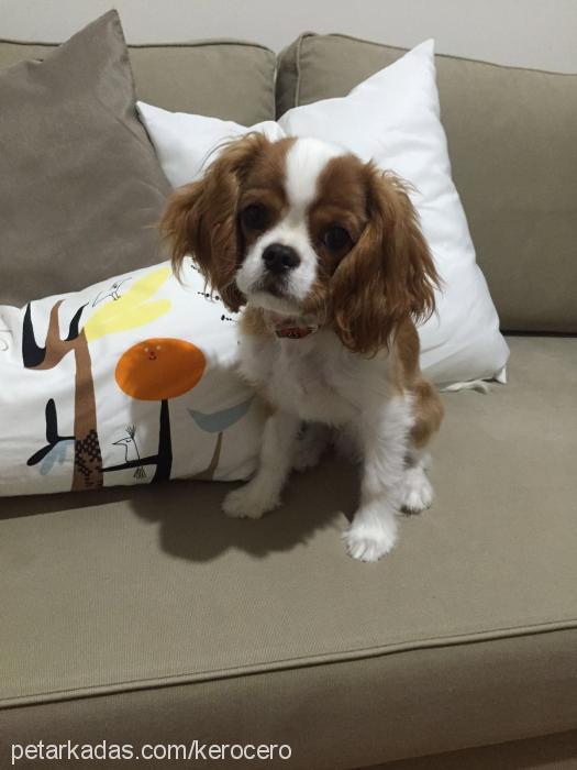 zuzu Erkek King Charles Spaniel