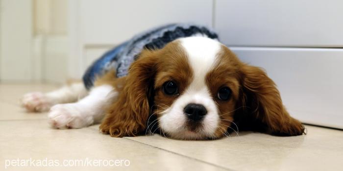 zuzu Erkek King Charles Spaniel