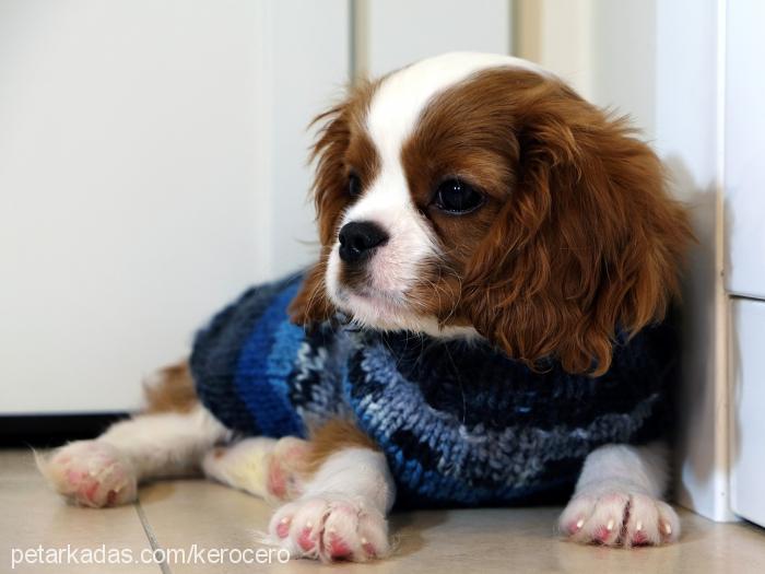 zuzu Erkek King Charles Spaniel