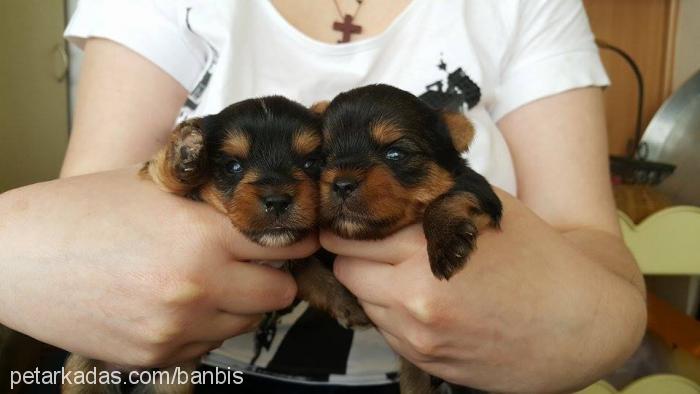 mario Erkek Yorkshire Terrier