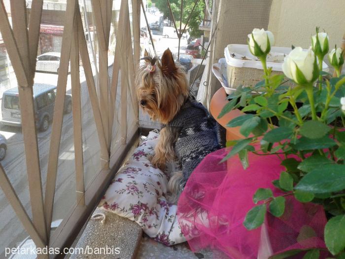 mario Erkek Yorkshire Terrier