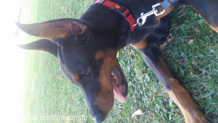 shera Dişi Doberman Pinscher