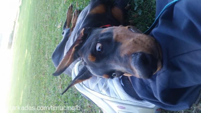 shera Dişi Doberman Pinscher