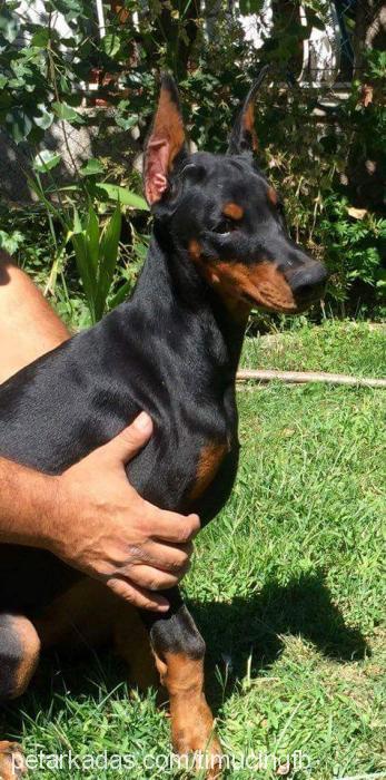 shera Dişi Doberman Pinscher