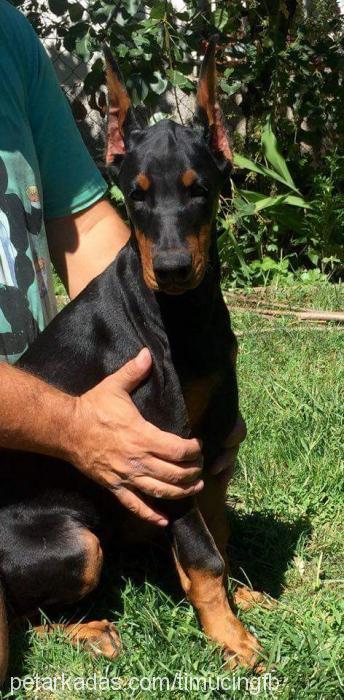 shera Dişi Doberman Pinscher