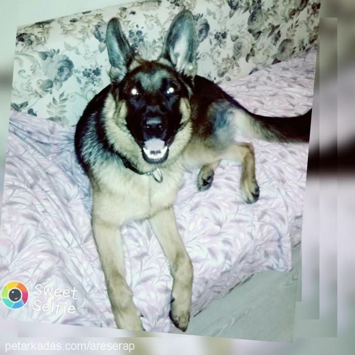 ares Erkek Alman Çoban Köpeği