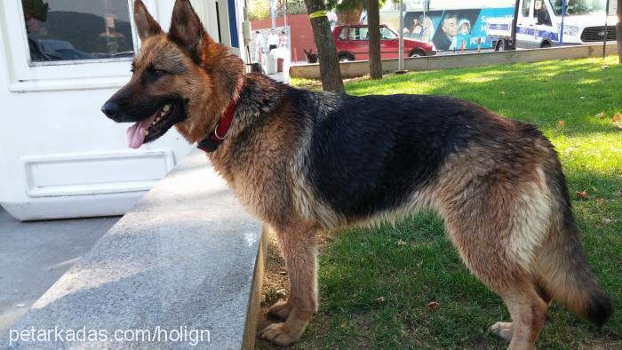 noah Dişi Alman Çoban Köpeği