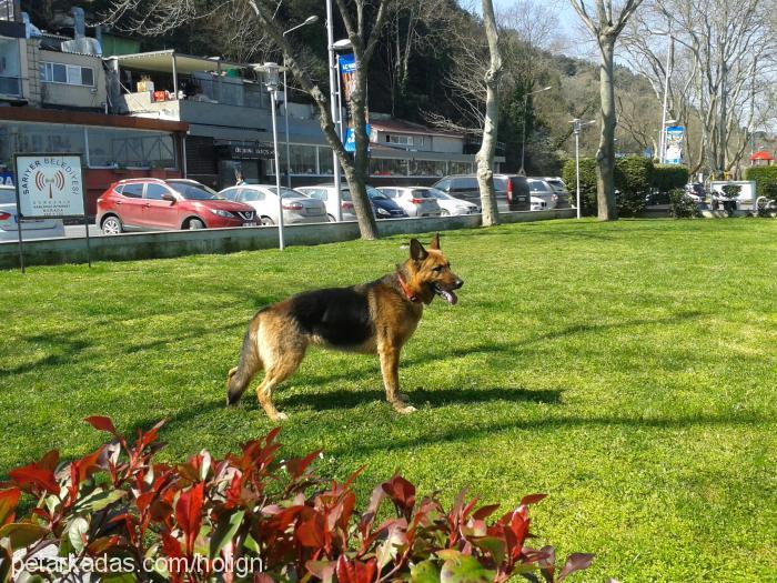 noah Dişi Alman Çoban Köpeği