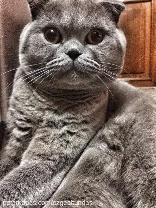 prens Erkek Scottish Fold