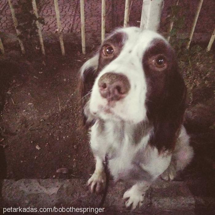 bobo Erkek Welsh Springer Spaniel