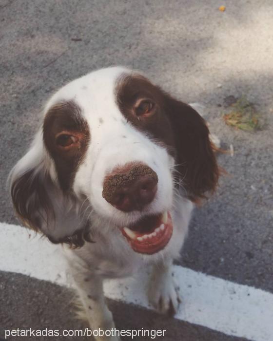 bobo Erkek Welsh Springer Spaniel