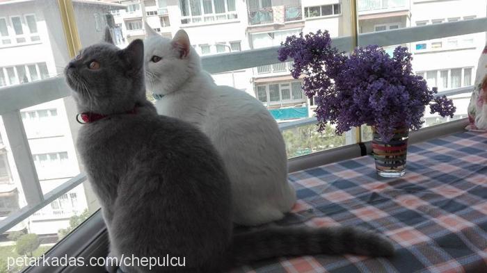 ÇarŞi Erkek British Shorthair