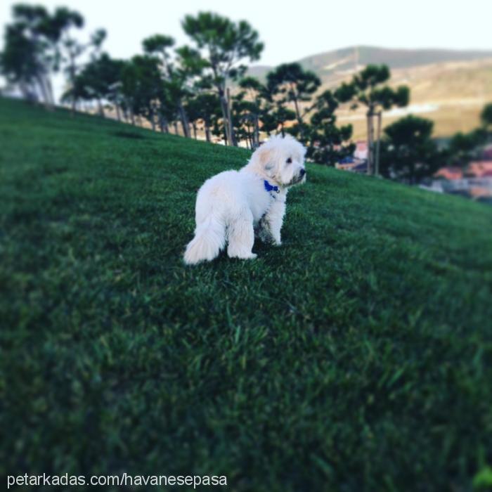 paşa Erkek Bichon Havanese