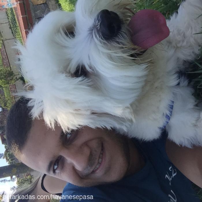 paşa Erkek Bichon Havanese