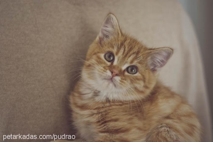 mango Erkek British Shorthair