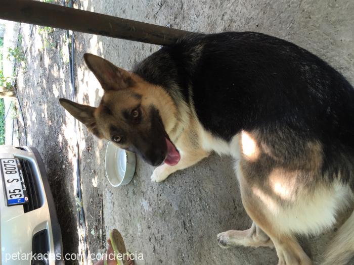 evey Dişi Alman Çoban Köpeği