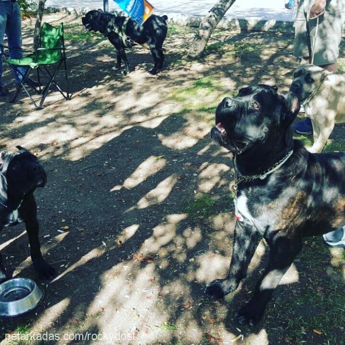 bulky Erkek Cane Corso Italiano