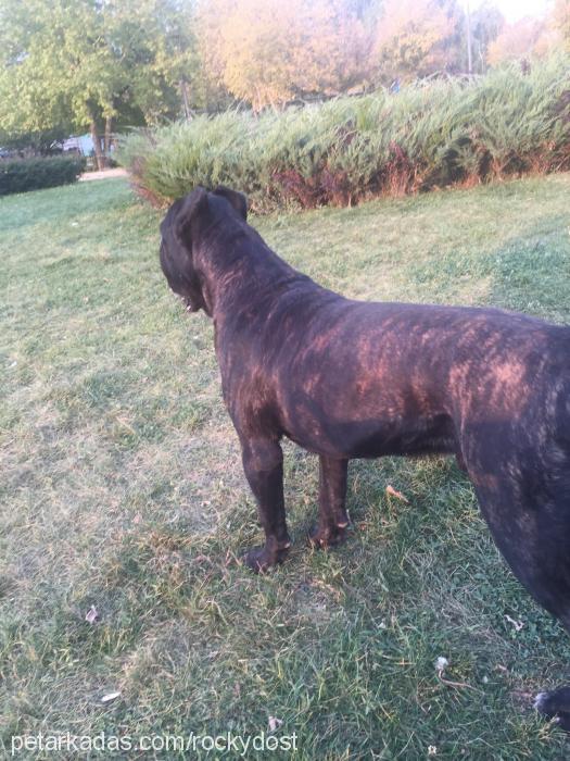 bulky Erkek Cane Corso Italiano