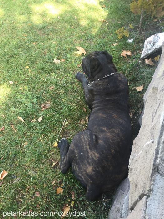 bulky Erkek Cane Corso Italiano