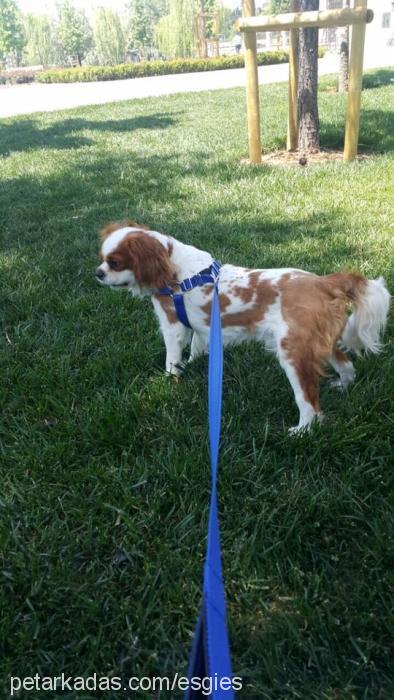 sherlock Erkek Cavalier King Charles Spanieli