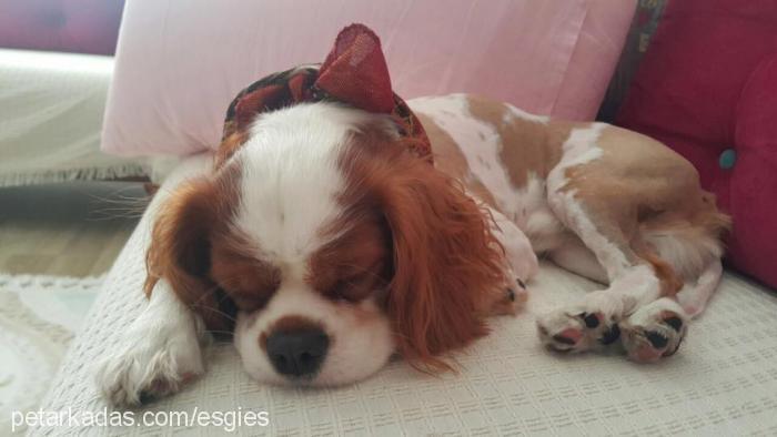 sherlock Erkek Cavalier King Charles Spanieli