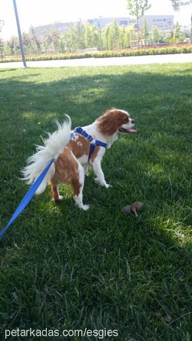 sherlock Erkek Cavalier King Charles Spanieli