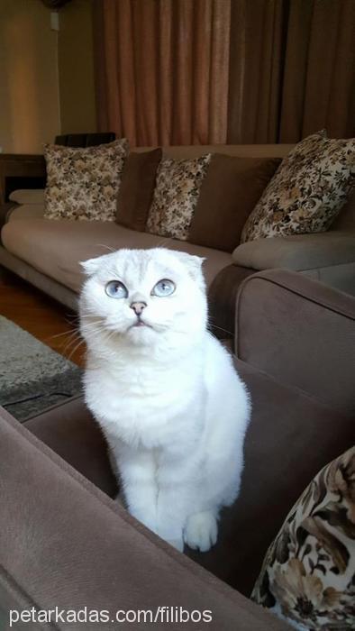 Şino Dişi Scottish Fold