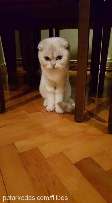 Şino Dişi Scottish Fold