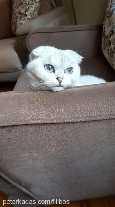 Şino Dişi Scottish Fold