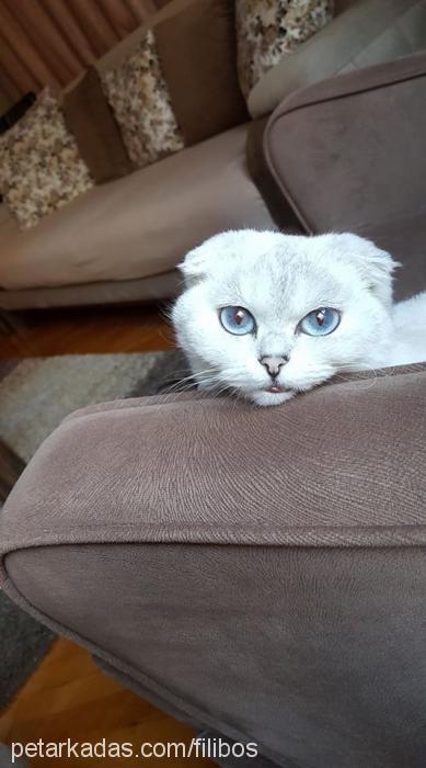 Şino Dişi Scottish Fold