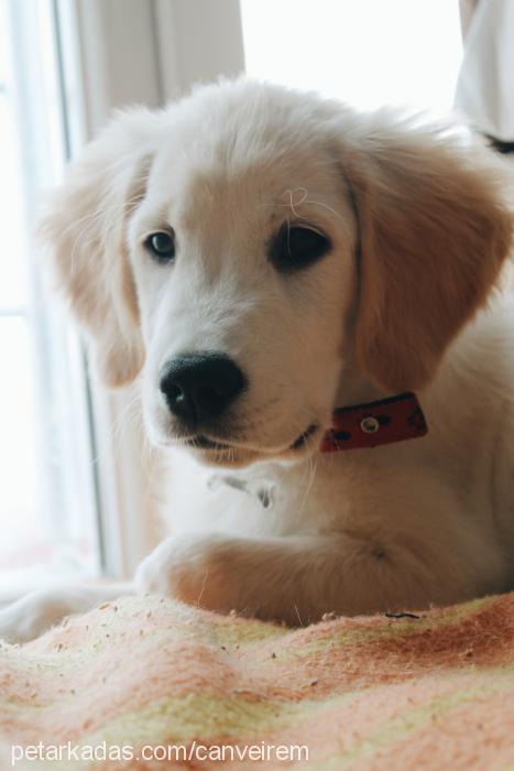 robin Erkek Golden Retriever