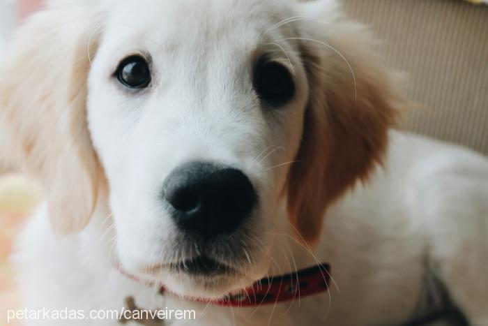 robin Erkek Golden Retriever