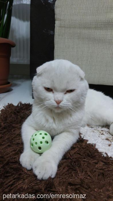 pamuk Erkek Scottish Fold