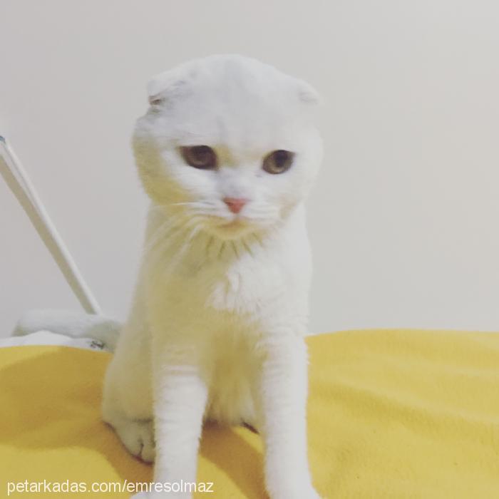 pamuk Erkek Scottish Fold