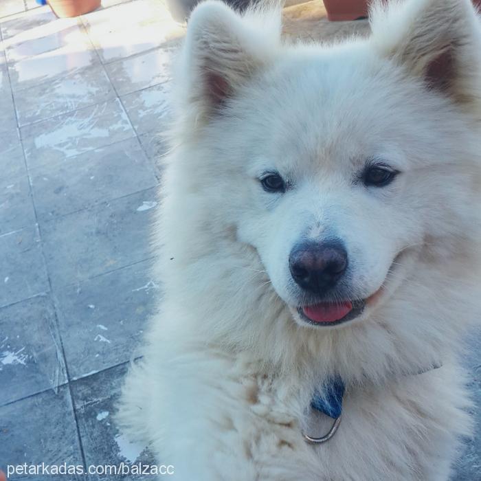 balzac Erkek Samoyed