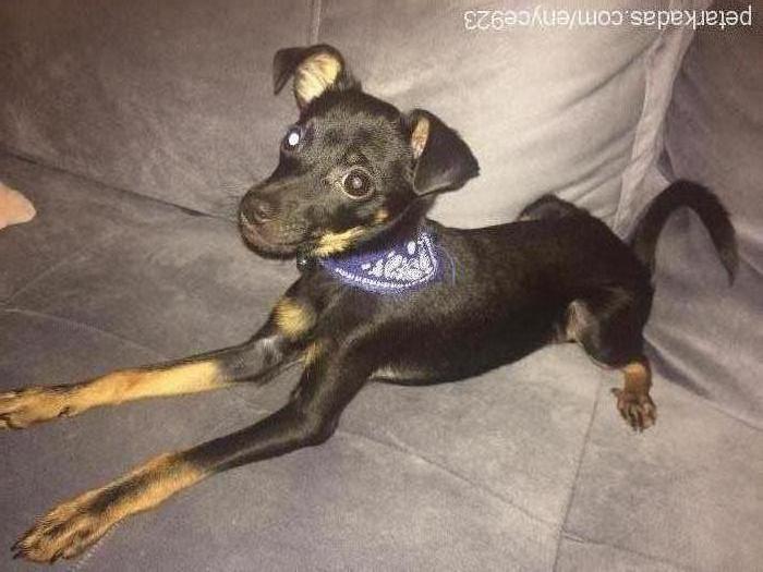 roka Erkek Minyatür Pinscher