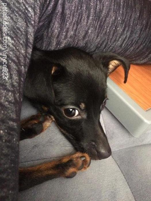 roka Erkek Minyatür Pinscher