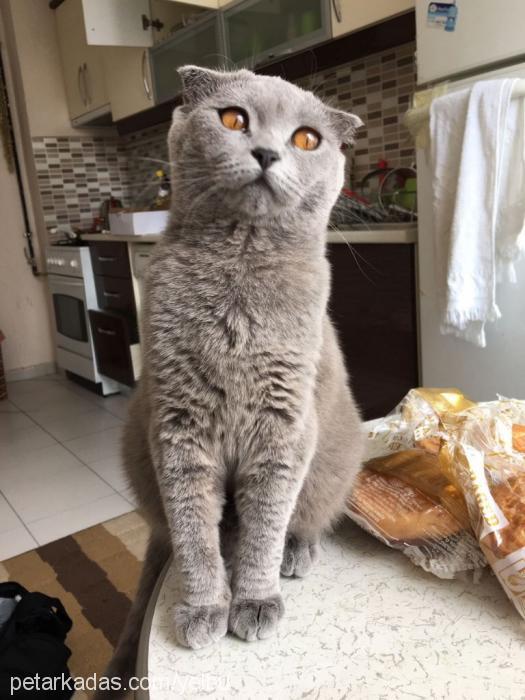 coco Dişi Scottish Fold