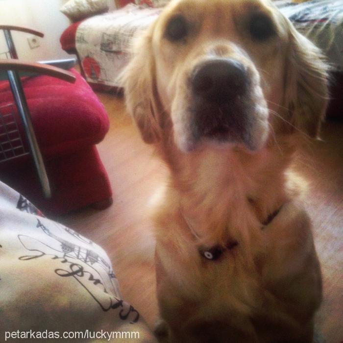 barut Dişi Golden Retriever