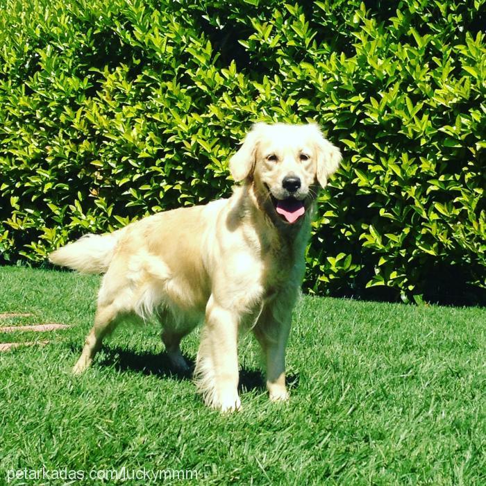 barut Dişi Golden Retriever