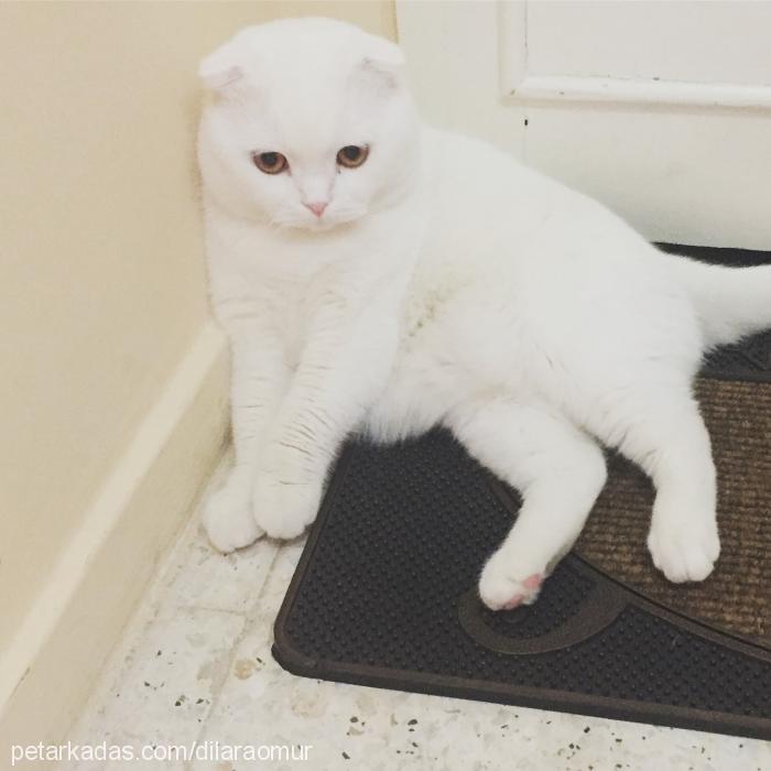 safir Erkek Scottish Fold