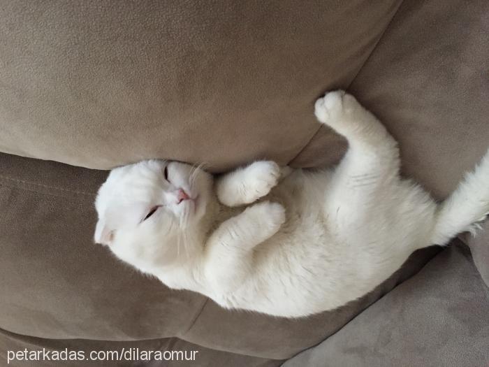 safir Erkek Scottish Fold